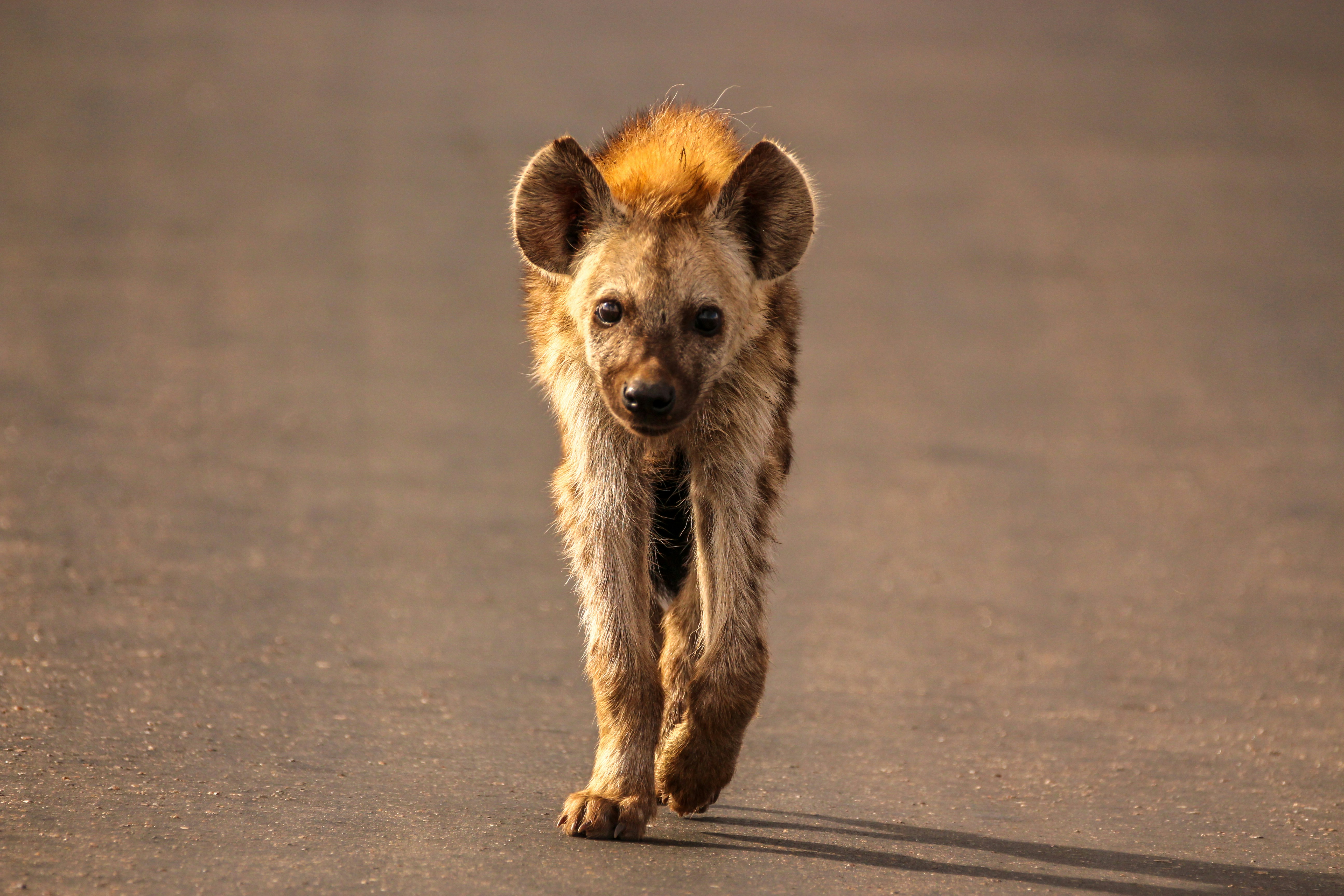 Hyena cub - African conservation wildlife