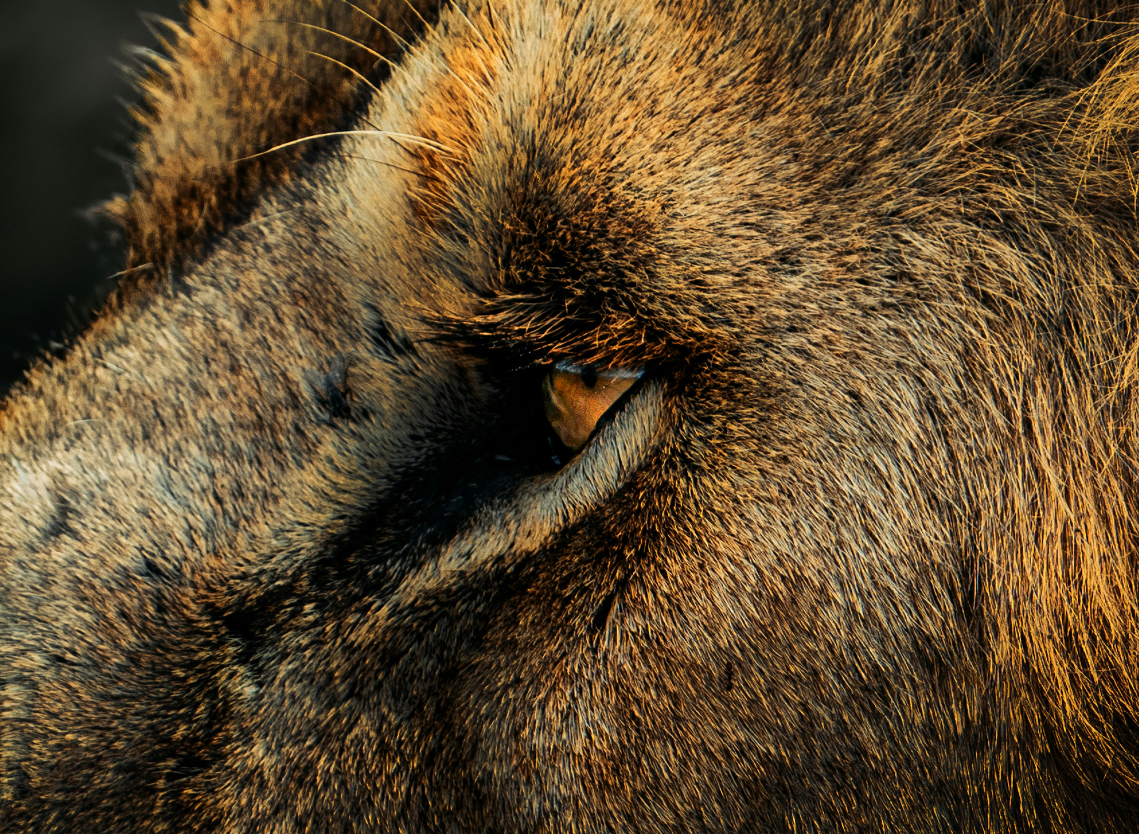 Lion eye close-up - photograph by Matthew Stephenson